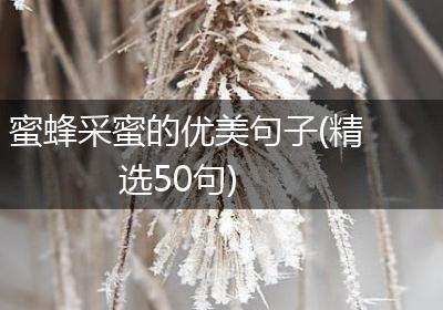 蜜蜂采蜜的优美句子(精选50句)