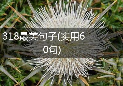 318最美句子(实用60句)