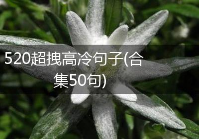 520超拽高冷句子(合集50句)