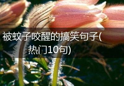 被蚊子咬醒的搞笑句子(热门10句)
