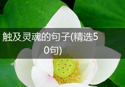 触及灵魂的句子(精选50句)