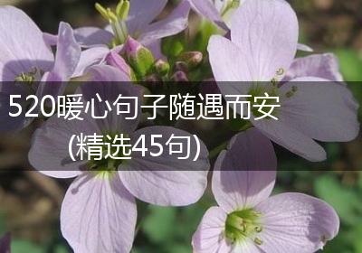 520暖心句子随遇而安(精选45句)