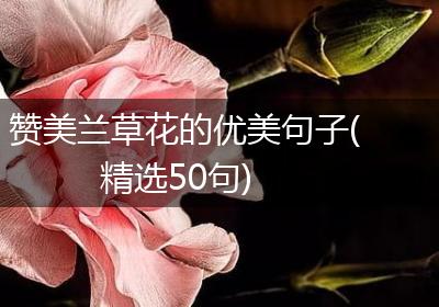 赞美兰草花的优美句子(精选50句)