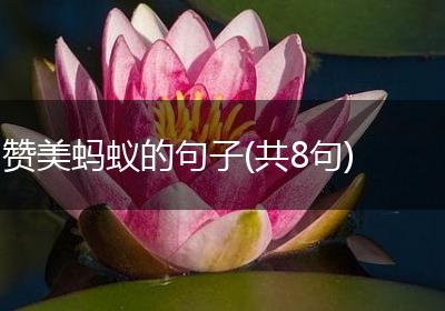 赞美蚂蚁的句子(共8句)