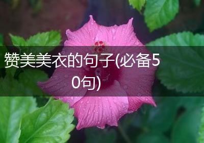 赞美美衣的句子(必备50句)