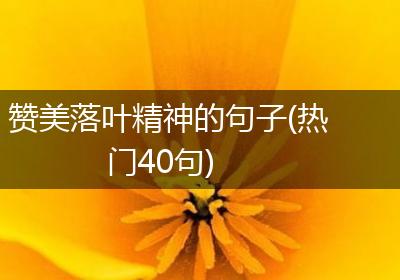 赞美落叶精神的句子(热门40句)