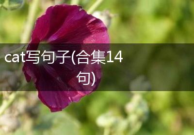 cat写句子(合集14句)