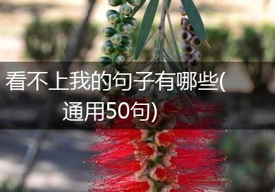 看不上我的句子有哪些(通用50句)
