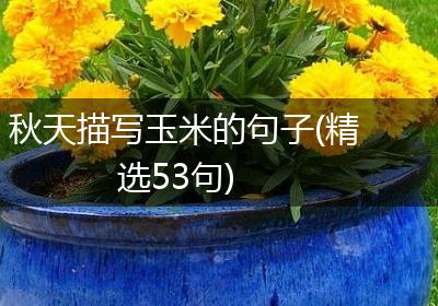 秋天描写玉米的句子(精选53句)