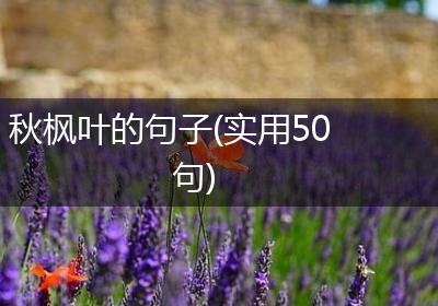 秋枫叶的句子(实用50句)