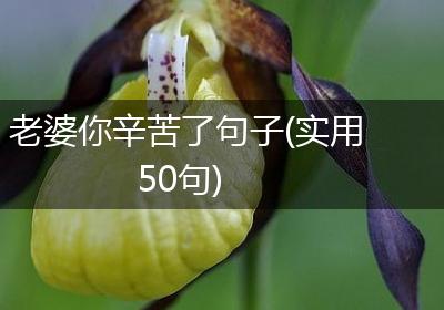 老婆你辛苦了句子(实用50句)