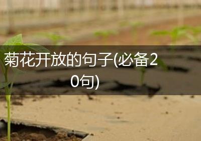 菊花开放的句子(必备20句)