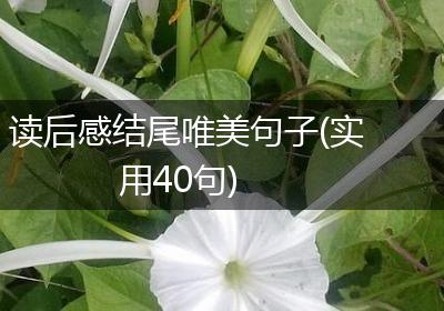 读后感结尾唯美句子(实用40句)