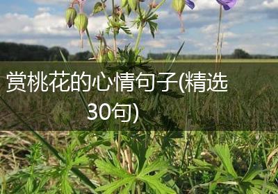 赏桃花的心情句子(精选30句)