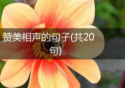 赞美相声的句子(共20句)