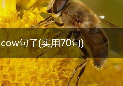 cow句子(实用70句)