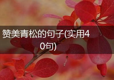 赞美青松的句子(实用40句)