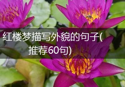 红楼梦描写外貌的句子(推荐60句)