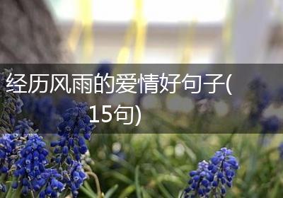 经历风雨的爱情好句子(15句)