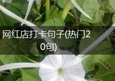 网红店打卡句子(热门20句)