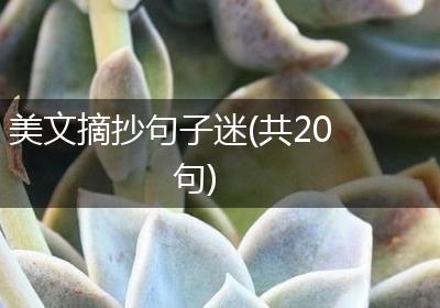 美文摘抄句子迷(共20句)