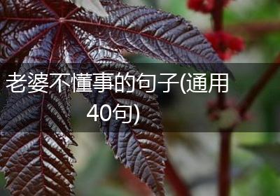 老婆不懂事的句子(通用40句)