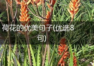 荷花的优美句子(优选8句)