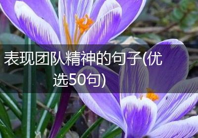 表现团队精神的句子(优选50句)