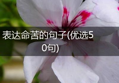 表达命苦的句子(优选50句)
