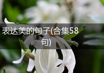 表达美的句子(合集58句)