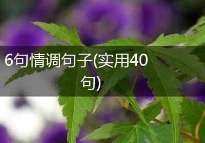 6句情调句子(实用40句)