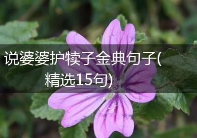 说婆婆护犊子金典句子(精选15句)