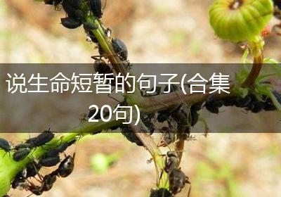 说生命短暂的句子(合集20句)