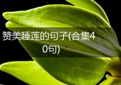 赞美睡莲的句子(合集40句)