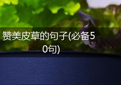 赞美皮草的句子(必备50句)