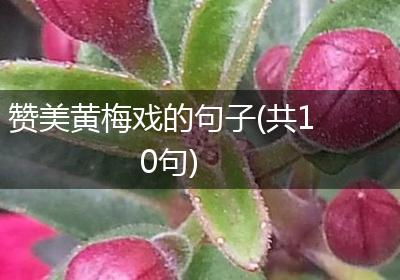 赞美黄梅戏的句子(共10句)