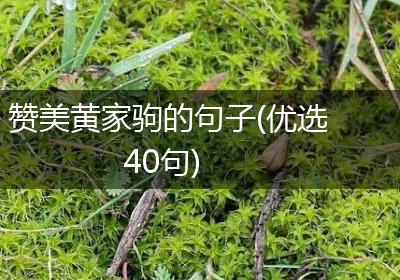 赞美黄家驹的句子(优选40句)