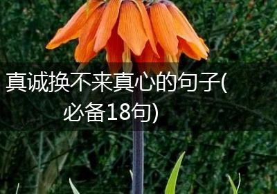 真诚换不来真心的句子(必备18句)