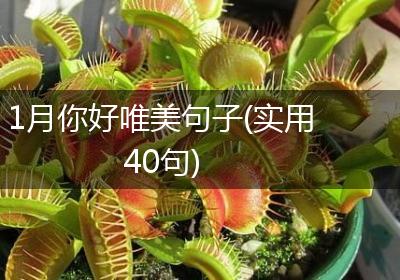 1月你好唯美句子(实用40句)