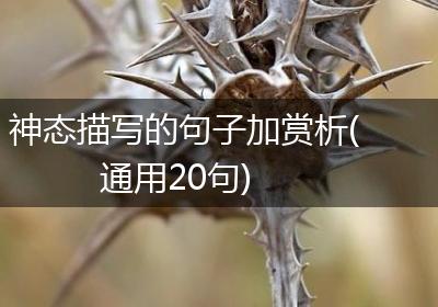 神态描写的句子加赏析(通用20句)