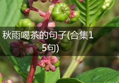 秋雨喝茶的句子(合集15句)