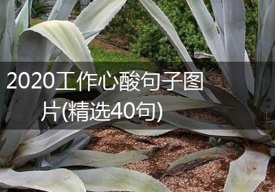 2020工作心酸句子图片(精选40句)