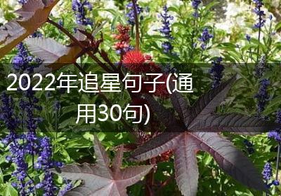 2022年追星句子(通用30句)