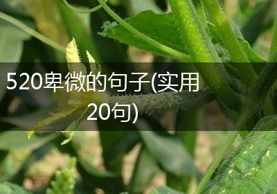 520卑微的句子(实用20句)