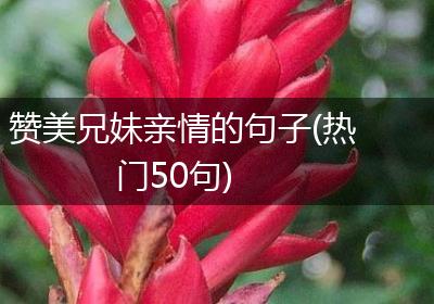 赞美兄妹亲情的句子(热门50句)