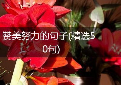 赞美努力的句子(精选50句)