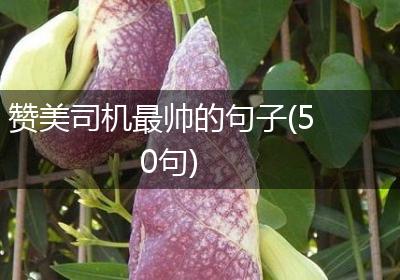 赞美司机最帅的句子(50句)