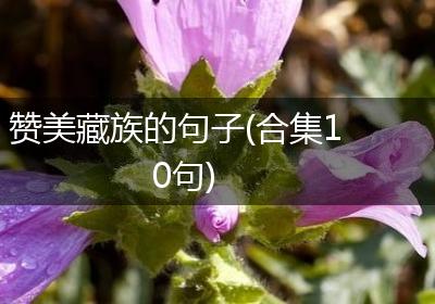 赞美藏族的句子(合集10句)