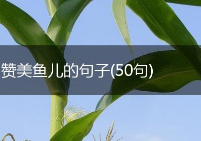 赞美鱼儿的句子(50句)