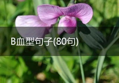 B血型句子(80句)
